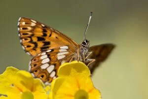Images Dated 18th May 2013: Duke of Burgundy Fritillary Butterfly