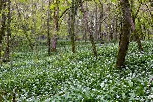 Images Dated 6th May 2012: Duloe Woods in Spring - with Wild Garlic and Bluebells - Cornwall, UK