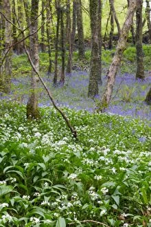 Images Dated 6th May 2012: Duloe Woods in Spring - with Wild Garlic and Bluebells - Cornwall, UK