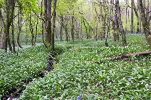 Images Dated 6th May 2012: Duloe Woods in Spring - with Wild Garlic and Bluebells - Cornwall, UK