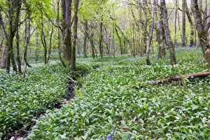 Garlic Prints: Duloe Woods in Spring - with Wild Garlic and Bluebells - Cornwall, UK