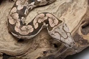 Dumeril's Boa - Madagascar