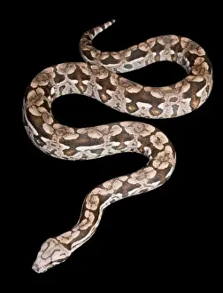 Dumeril's Boa - Madagascar