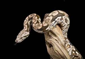 Images Dated 23rd April 2008: Dumeril's Boa - Madagascar