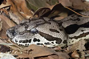 Dumeril's Ground Boa - Madagascar and Reunion