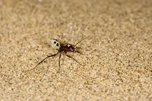 Dune Ant - Full body on dunes sand - Dunes - Namib Desert - Namibia - Africa