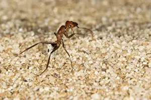 Dune Ant - Full body on dunes sand - Dunes - Namib Desert - Namibia - Africa