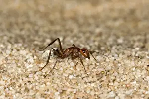 Dune Ant - Full body on dunes sand - Dunes - Namib Desert - Namibia - Africa
