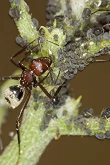 Aphid Prints: Dune Ant - Close up of ants tending/farming aphids - Dunes- Namib Desert - Namibia - Africa