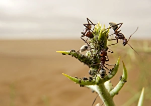 Images Dated 20th May 2008: Dune Ants- Farming/tending to their aphids on a !narra bush - early morning with mist visible over