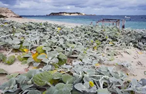 Cabbages Prints: Dune Cabbage. Grows only on dunes and is a useful stabilising plant