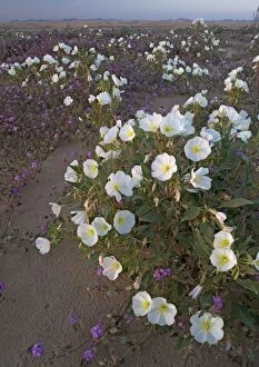 Images Dated 1st March 2005: Dune Evening Primrose - on Algodones dunes (also known as Imperial sand dunes)