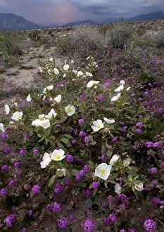 Images Dated 26th February 2005: Dune Primrose - & Sand Verbena