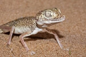 Images Dated 18th August 2012: Dune Sand Gecko
