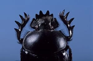 Images Dated 30th January 2014: Dung Beetle