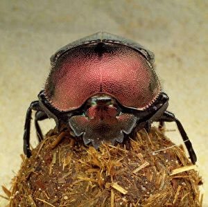 Images Dated 8th July 2009: Dung Beetle