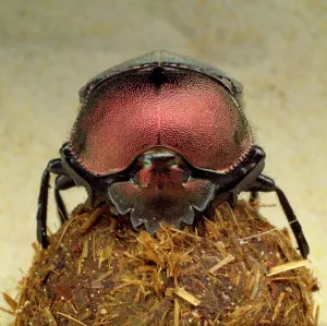 Beetles Prints: Dung Beetle