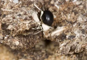 Faeces Prints: Dung Beetle - Close up of entire body on dried dung - Namib Desert - Namibia - Africa
