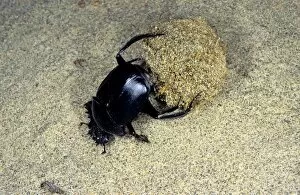 Images Dated 1st March 2010: Dung Beetle / Dung Chafer / Scarab / Tumblebug - with a dung-ball - sand dunes of South Karakum