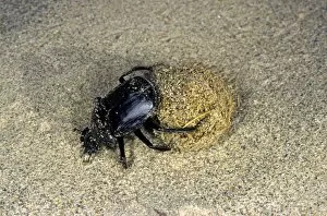 Images Dated 1st March 2010: Dung Beetle / Dung Chafer / Scarab / Tumblebug - with a dung-ball - in sand dunes of South Karakum desert