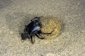 Images Dated 1st March 2010: Dung Beetle / Dung Chafer / Scarab / Tumblebug - with a dung-ball - in sand dunes of South Karakum desert