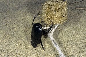 Images Dated 1st March 2010: Dung Beetle / Dung Chafer / Scarab / Tumblebug - with a dung-ball - lifting
