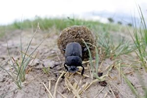 Images Dated 22nd January 2007: Dung Beetle - Rolling dung Hwange National Park, Zimbabwe, Africa