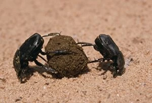 DUNG BEETLES - two rolling a dung ball