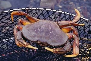 Images Dated 22nd September 2005: Dungeness Crab - in net edible Alska, USA