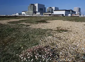 Energy Prints: Dungeness Power Station - and Sea Campion - Dungeness - Kent - UK LA001980