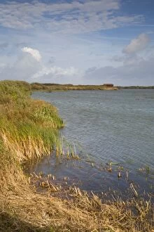 Images Dated 17th October 2012: Dungeness RSPB Reserve