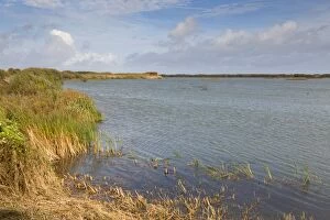Images Dated 17th October 2012: Dungeness RSPB Reserve