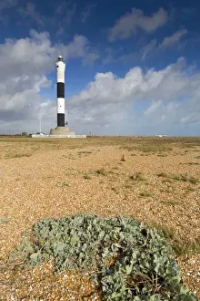 Kent Prints: Dungess - Lighthouse - Beach - Kent - UK - sea kale in foreground