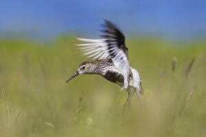 Images Dated 17th June 2013: Dunlin