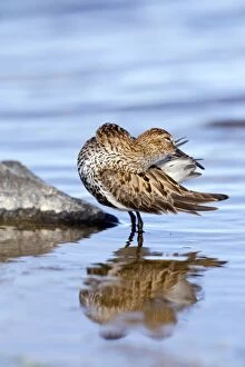 Images Dated 17th June 2013: Dunlin