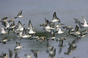 Dunlin flock in flight over water