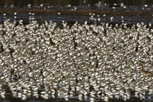 Images Dated 9th November 2004: Dunlin Bombay Hook National Wildlife Refuge, DE