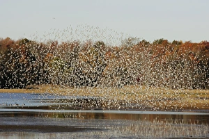 Images Dated 9th November 2004: Dunlin Bombay Hook National Wildlife Refuge, DE