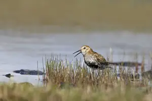 Dunlins Prints: Dunlin - Calling Loch of Funzie, Fetlar RSPB Reserve, Shetland, UK BI010539