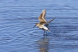 Dunlin - drying wings after bathing