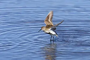 Dunlins Prints: Dunlin - Drying wings after bathing Loch of Funzie