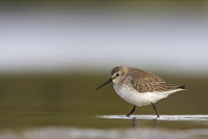 Images Dated 16th March 2006: Dunlin - Estero Lagoon, florida, USA BI001890