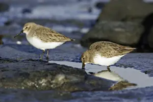 Flocks Prints: Dunlin - Feeding on coast at low tide, in winter plumage. Northumberland, UK