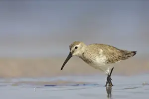 Mudflat Prints: Dunlin feeding on mudflats. Fort de Soto, florida, USA BI001877