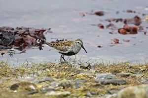 Images Dated 12th July 2007: Dunlin - Feeding along seashore - showing black belly patch
