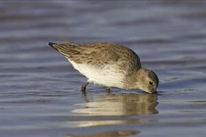 Images Dated 16th March 2006: Dunlin feeding in shallow water. Marco Island, florida, USA BI001882