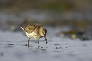 Mudflat Prints: Dunlin Feeding at shoreline in winter. South Gare, Cleveland, UK