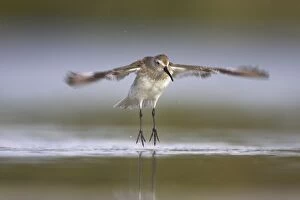 Dunlin - flapping wings after washing