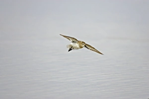 Images Dated 16th March 2006: Dunlin in flight. Fort de Soto, florida, USA BI001871