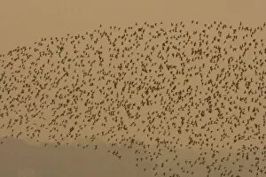 Dunlin - in flight - A large flock of dunlin stream past over the Exe estuary at sundown